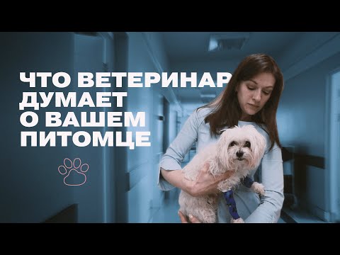 Видео: Спросите ветеринара: что должна весить моя собака?