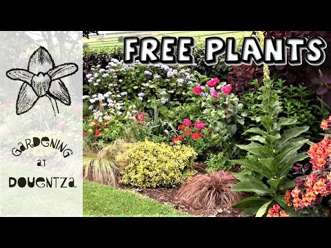 Video: Pěstování samosévacích rostlin – informace o využití rostlin, které samy vysévají v zahradách