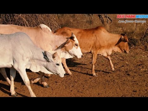 Bulee Dhaane Weedduu Sirba Aadaa Oromoo Booranaa