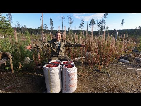 Видео: 15 000 РУБЛЕЙ ЗА 8 ЧАСОВ. СЕЗОННАЯ РАБОТА НА СЕВЕРЕ. СБОР ЯГОД В КАРЕЛИИ. ДЕНЬГИ НА ЯГОДАХ.