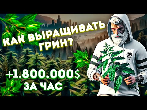 Видео: Лучший заработок за час | Гайд по выращиванию грина на GTA 5 RP (Majestic)