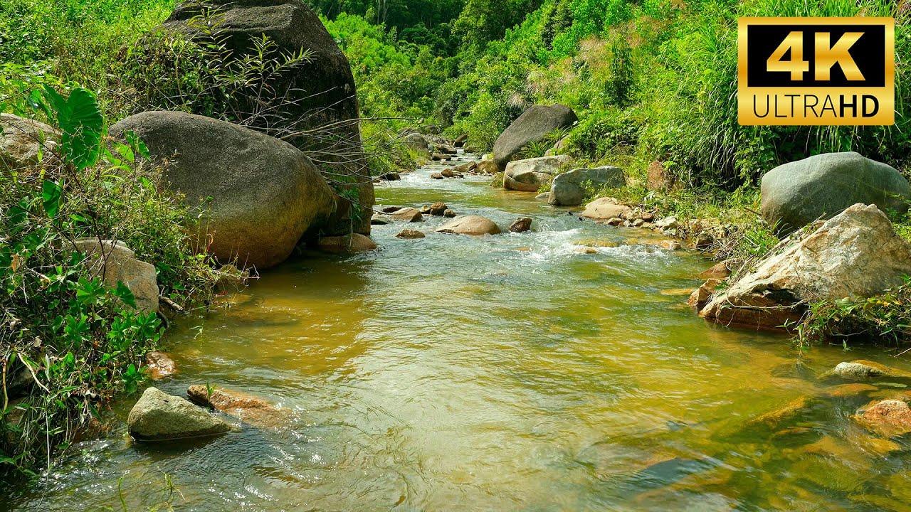 Forest Stream Sounds – Relaxing Nature Ambience for Deep Sleep, Meditation, and Stress Relief