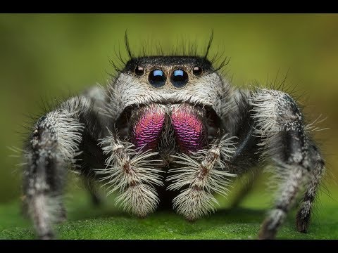 phidippus regius