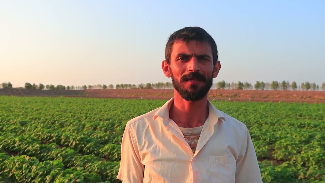 شاهد || زراعة فول الصويا في تهامة: قصة نجاح تمهد للاكتفاء الذاتي