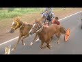 Horse Cart Race Jodatti Maidan.घोडागाडीचा शर्यत. ਘੋੜਾ ਕਾਰਟ ਰੇਸ. гонка лошади.