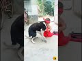 kutta dance