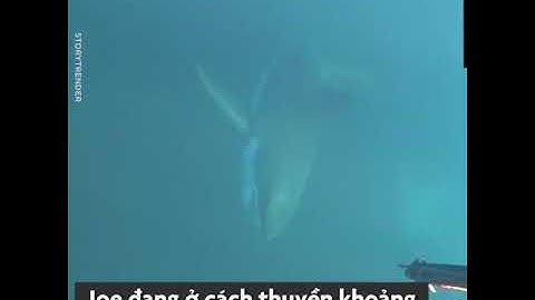 Cá mập trắng tấn công nhóm thơ lặn