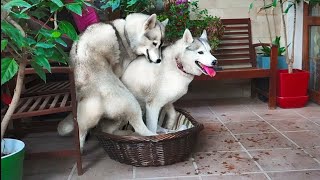 😍Неприступная невеста в корзине. Хаски. Bride in a basket. Husky.