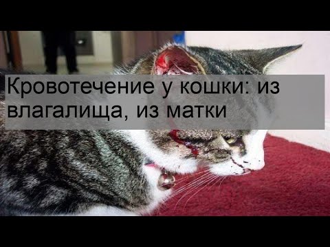 Видео: Кровотечение под кожей у кошек