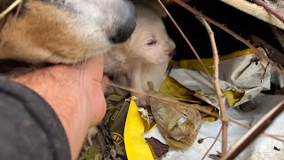 We Rescued the Mother Dog Trying to Raise Her Puppies in a Ruin in the Woods.