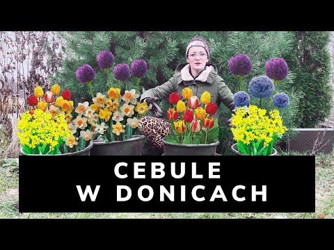Wideo: Tulipany W Doniczce (13 Zdjęć): Jak Sadzić I Hodować Kwiaty W Domu Na Parapecie? Czy Cebulki Można Sadzić Wiosną?