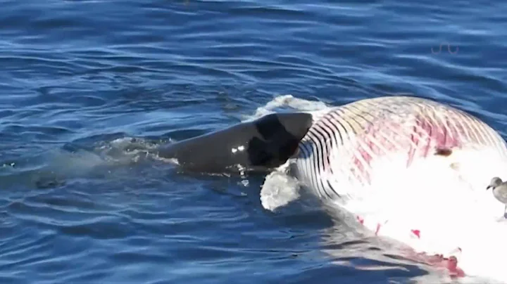 GREAT WHITE SHARK FEEDS ON WHALE