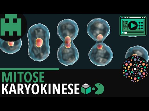 Mitose Karyokinese│Biologie Lernvideo [Learning Level Up]