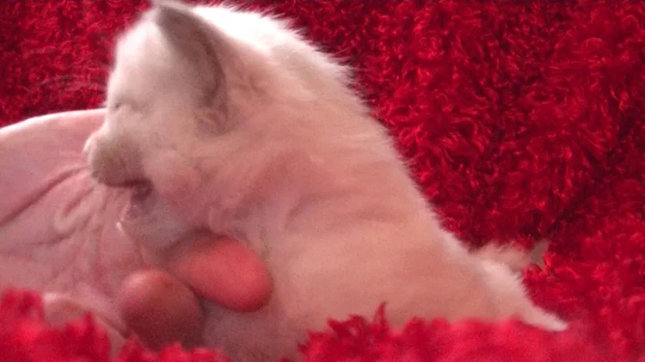 Video 2136081: love cattery, home cattery, kitten