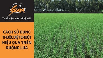 Cách sử dụng thuốc diệt chuột hiệu quả trên ruộng lúa