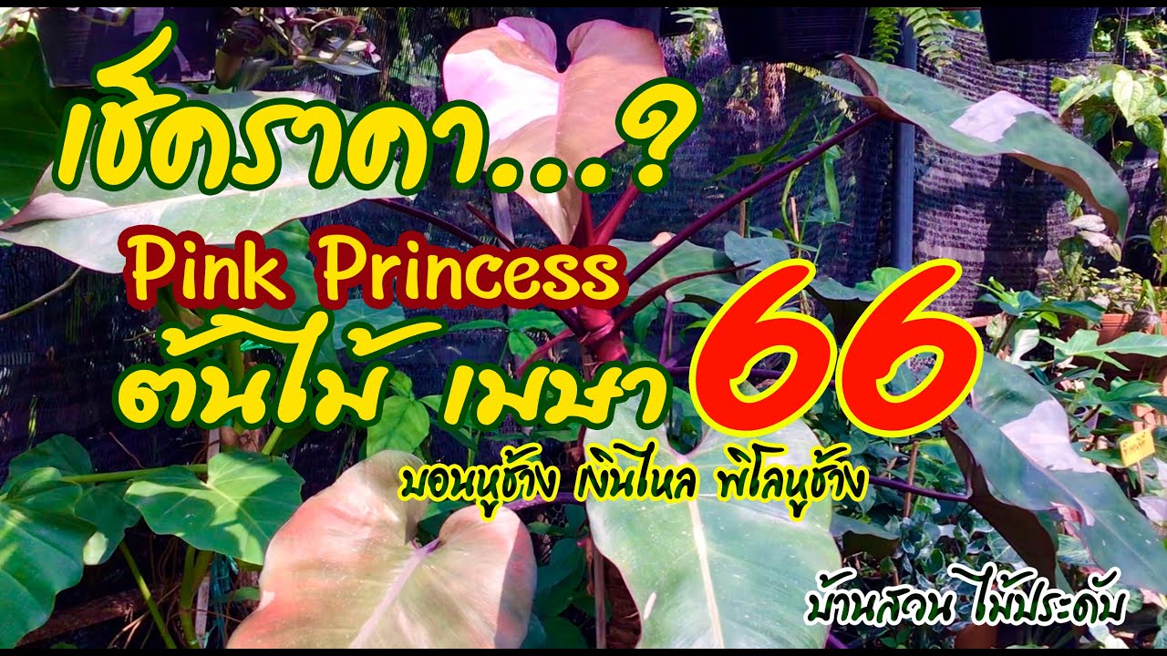 เช็คราคา Pink Princess ,ต้นไม้ เมษา 66 - YouTube