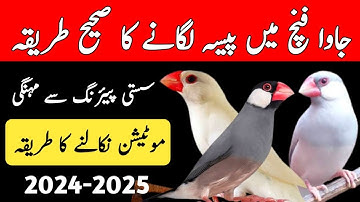 Java Finch New Fancier business idea | 3 Best Java Bird | Java Business Tips | Mini Zoo