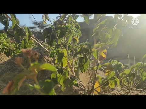 Taddala Gammachu Bara Baran Video Sirbarrati Hojjetame 2022