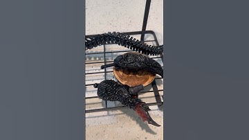 WIP #predalien 2 #alien #xenomorph #predator #hybrid#customfigure #figure#neca