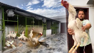 White Shamo Ka Big Farm, Free Range Shamo Farming At Home, How to start Chicken Farm, kurak Murgi by HSN Entertainment 10,028 views 1 month ago 8 minutes, 20 seconds