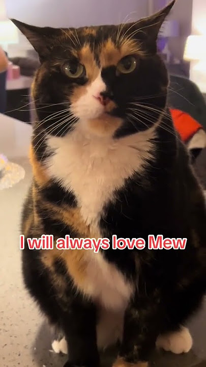 #cat #kitty #kitten @violetrosemaryvirginia