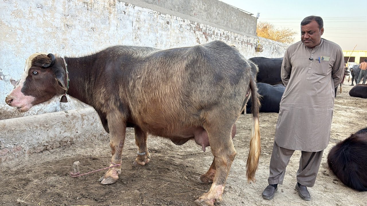 Pure Nili Buffaloes In Pakistan || Peer Imtiaz Bodla || Buffalo Farming In Punjab 