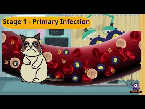 Video: Immunodeficiency In Cats: Which Virus Causes The Disease, Main Symptoms, Treatment And Prognosis Of Survival, Recommendations Of Veterinarians