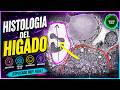 HISTOLOGIA DEL HIGADO ¡Explicado Muy Facil! | Hepatocitos, Células De Ito, Macrófagos