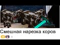 Смешная нарезка коров!