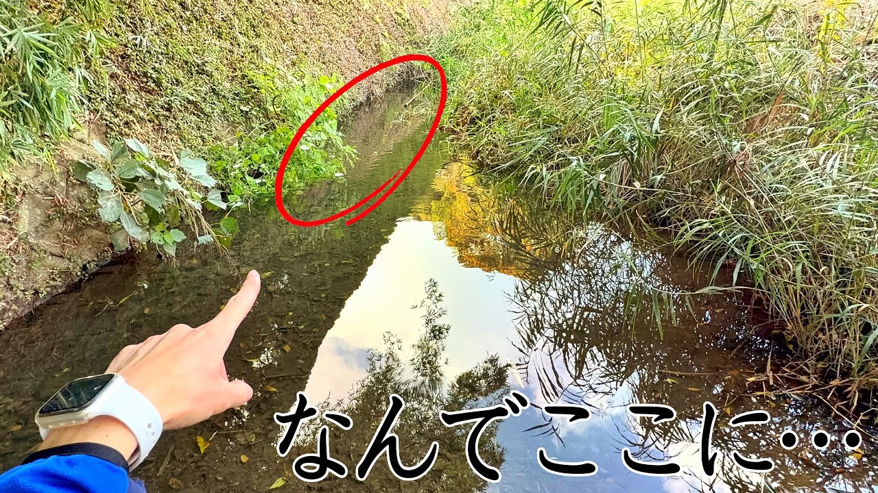 在来種だらけの川でガサガサしていたら、1m以上になる海水魚捕まえたんだけど…