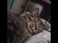 exhausted cat takes entire bed #cat #catvideos