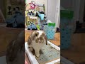 99％の初心者が勘違いしているうさぎが安心する本当の理由 #うさぎ#bunny#ホーランドロップ#ロップイヤー#shorts