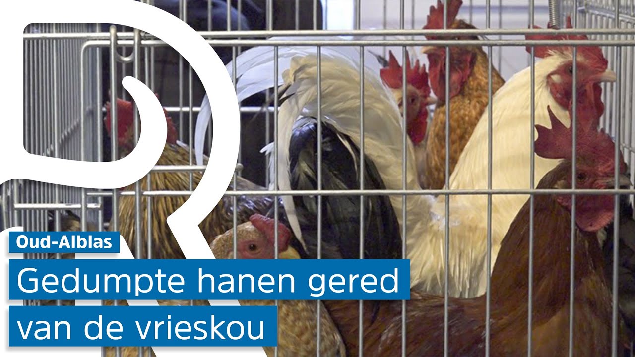 Gedumpte hanen op weg naar warm onderkomen