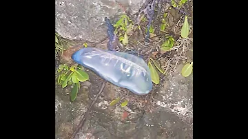 Медуза на Кубе