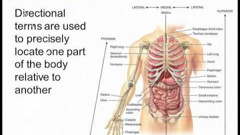 Bio 137 A&P 1 Chapter 1 (part 2): Intro to Anatomy and Physiology