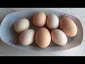 Tavuklar yumurtlamıyor sa çok basit ve kolay nasıl yumurtlatılır