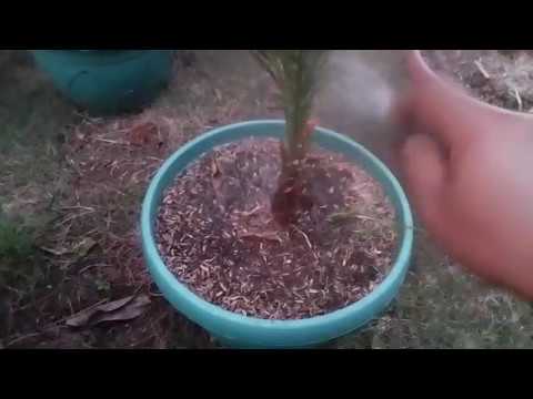Video: Cara Menyirami Pohon Kurma