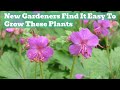 Bombproof plants easy to grow perennials for beginners