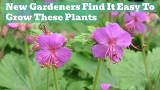 BombProof Plants! Easy To Grow Perennials For Beginners