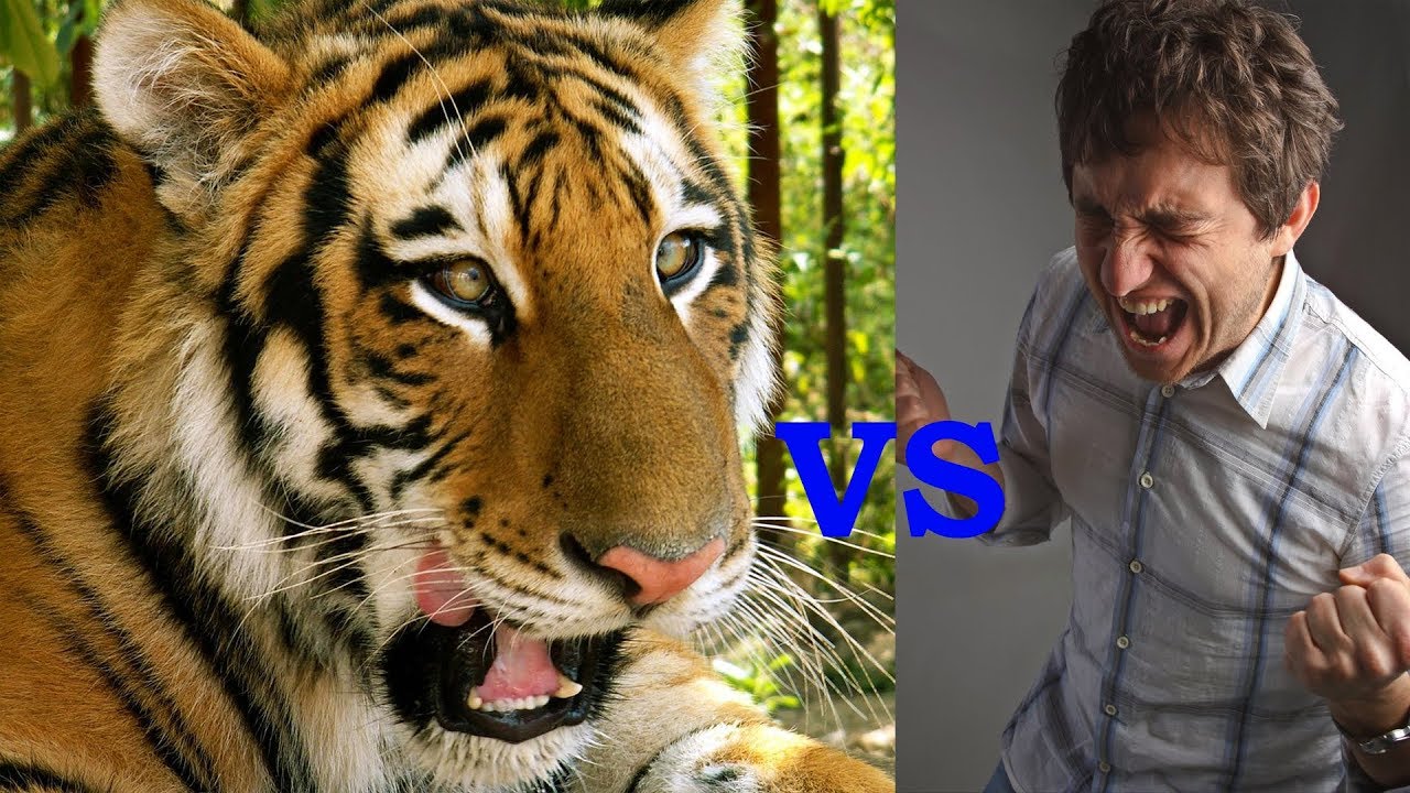 включи человека тигра