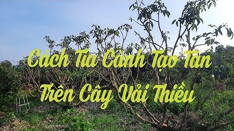 Chia Sẻ Kinh Nghiệm Tỉa Cành Tạo Tán Trên Cây Vải Thiều