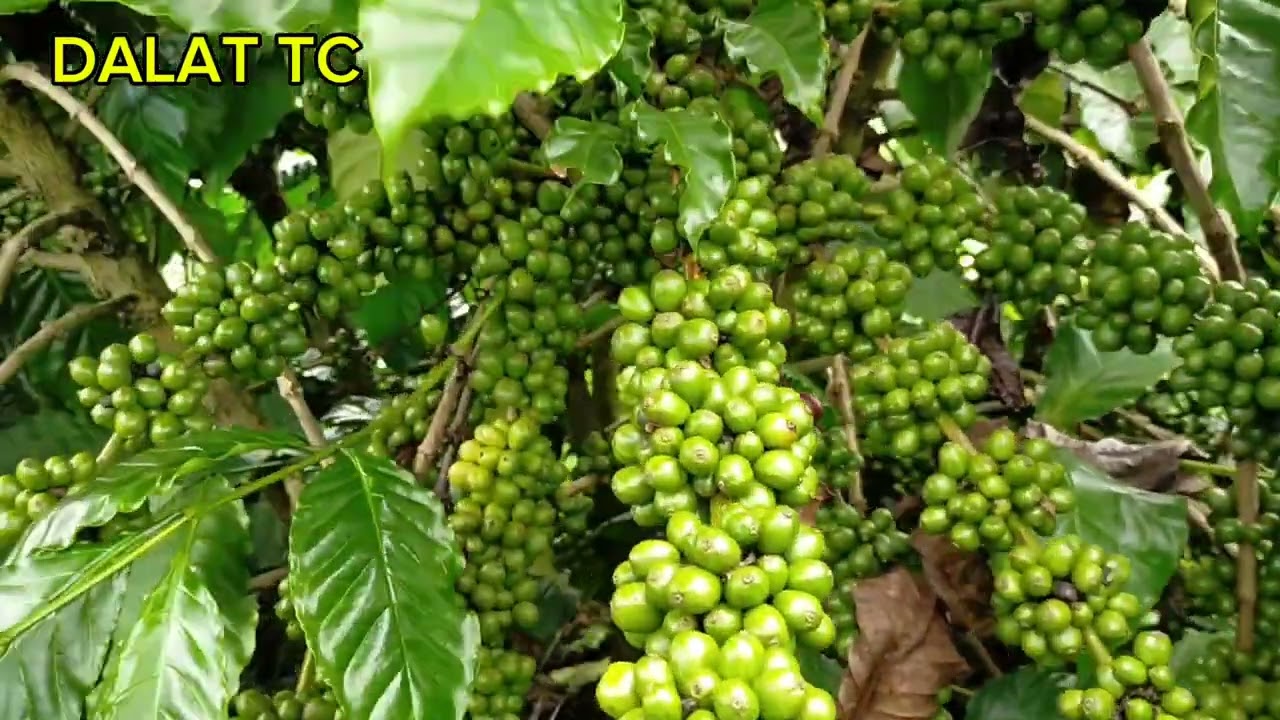 chia sẻ phân thuốc cho cây cafe xanh tốt năng suất vượt trội, đừng để mất tiền oan