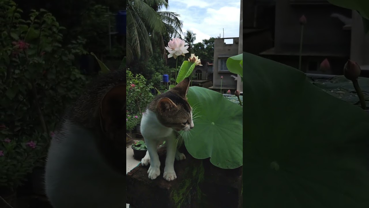 Why the Lotus is Called Sacred — Watch This! 🌸