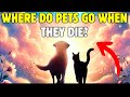 The truth about where pets go after they die?
