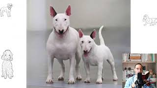 Miniature Bull Terrier. Pros and Cons, Price, How to choose, Facts, Care, History