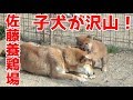 京都柴犬ブリーダー・佐藤養鶏場さんのご紹介 太郎の犬モノガタリ番外編