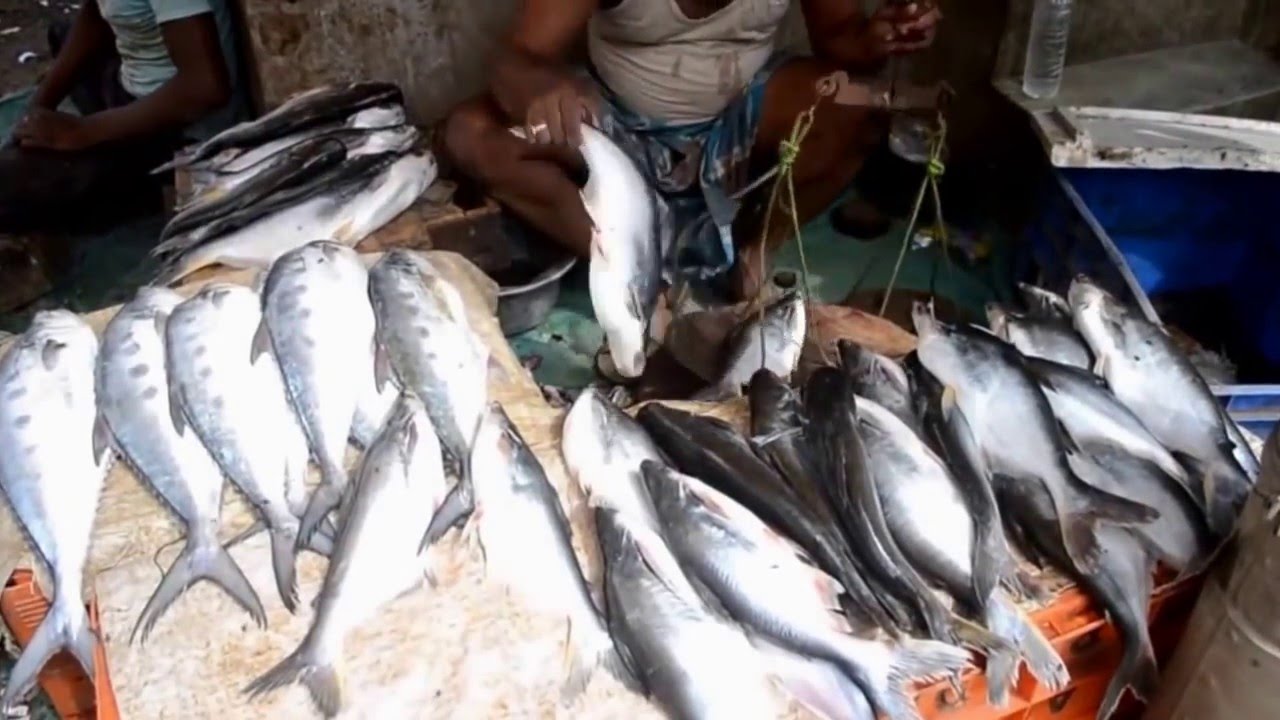 Fresh Fish Market in New Delhi, India - YouTube