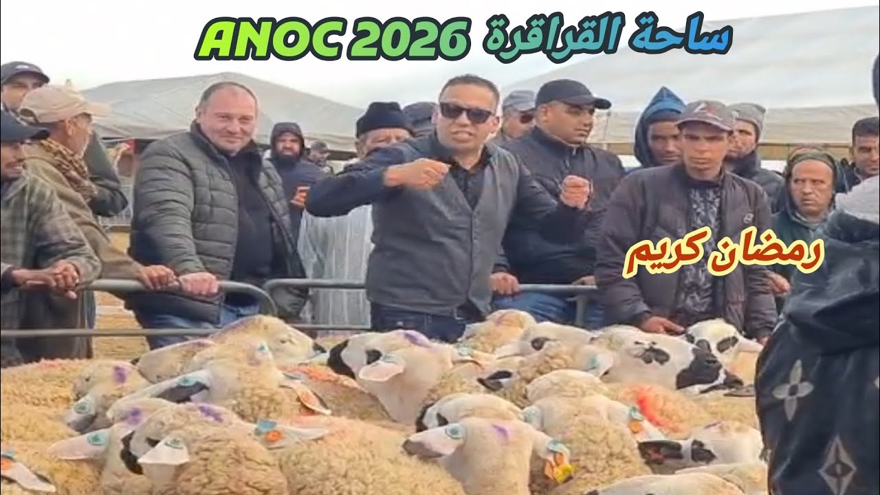 من اكبر تجمع القراقرة رفقة الكساب الاخ فريد المزابي + تتويج بي 101 فحل سوبر 🐏🏅 ANOC 2026