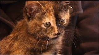 Car dealership employees rescue kitten stuck in SUV grill