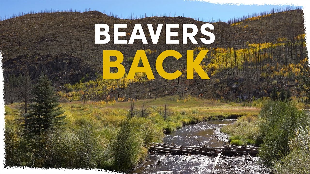 Как мы помогаем бобрам вернуться и восстановить этот водораздел | VLOG